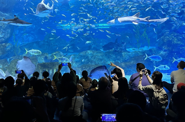 ソウル COEX(コエックス)アクアリウム 入場チケット