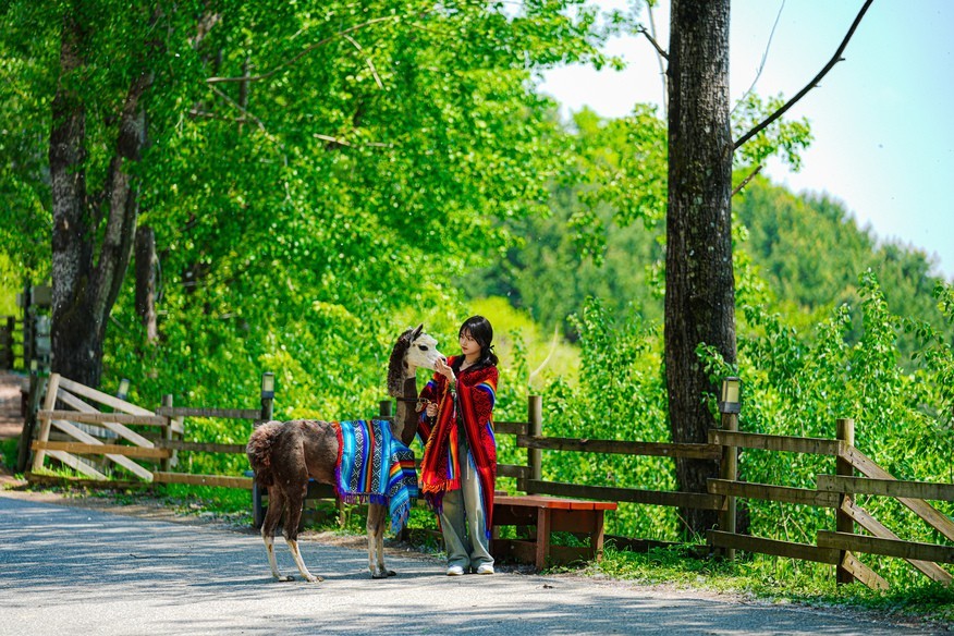 江原道(カンウォンド) 洪川(ホンチョン) アルパカワールド 入場チケット