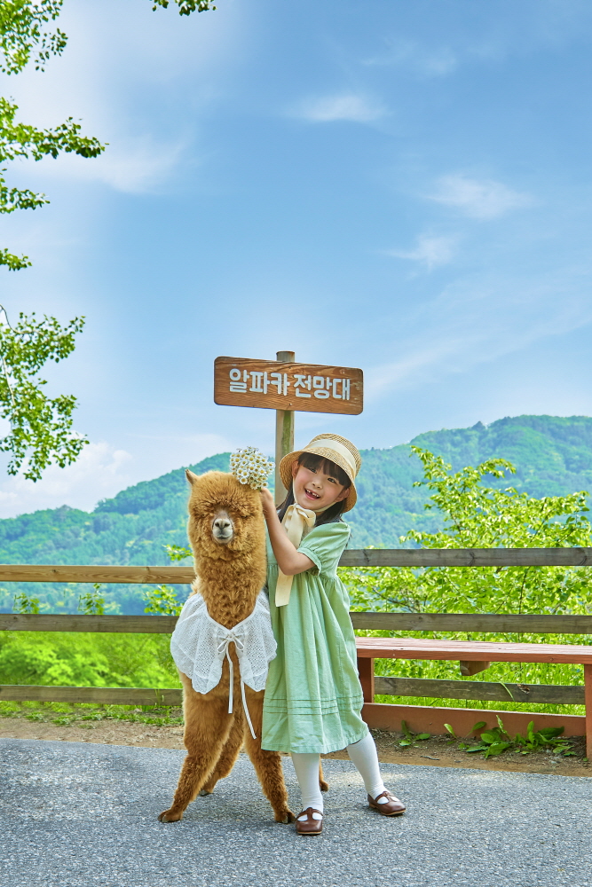 江原道(カンウォンド) 洪川(ホンチョン) アルパカワールド 入場チケット