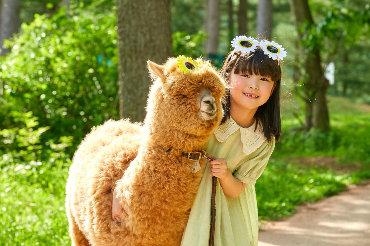 江原道(カンウォンド) 洪川(ホンチョン) アルパカワールド 入場チケット