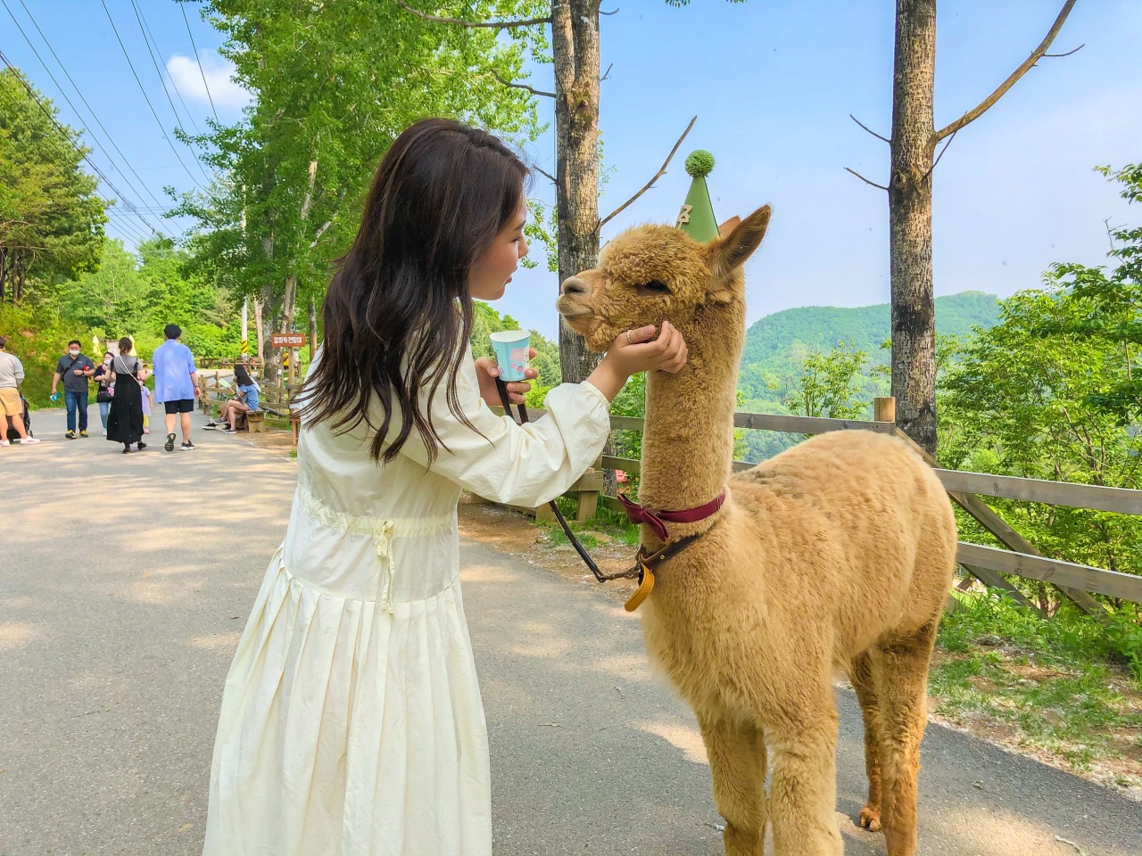 江原道(カンウォンド) 洪川(ホンチョン) アルパカワールド 入場チケット