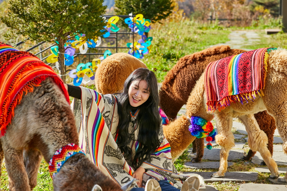 江原道(カンウォンド) 洪川(ホンチョン) アルパカワールド 入場チケット