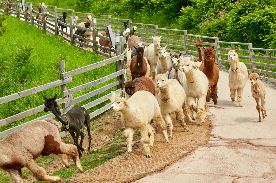 江原道(カンウォンド) 洪川(ホンチョン) アルパカワールド 入場チケット